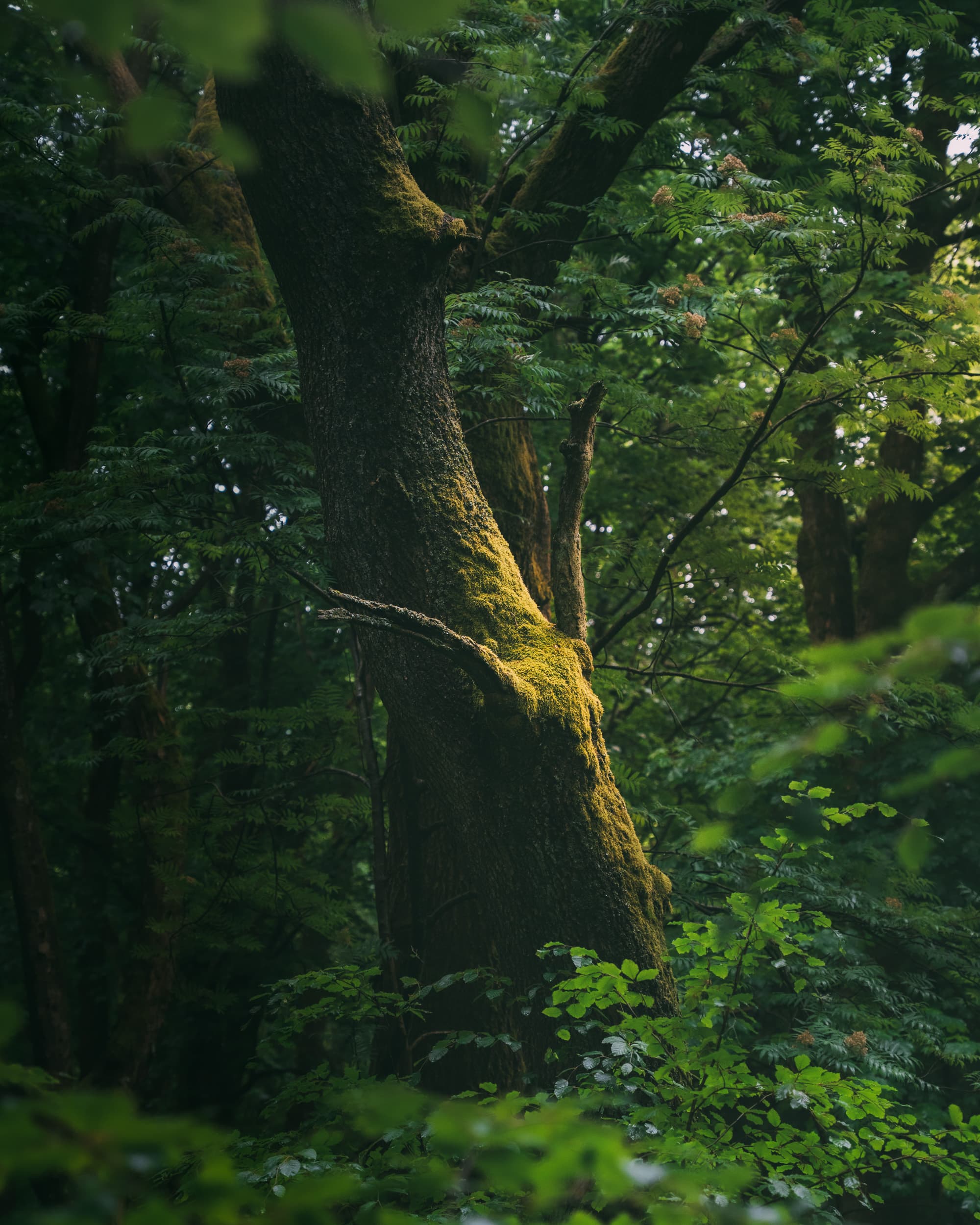 Leshy - Forest Spirit Hidden in an Oak