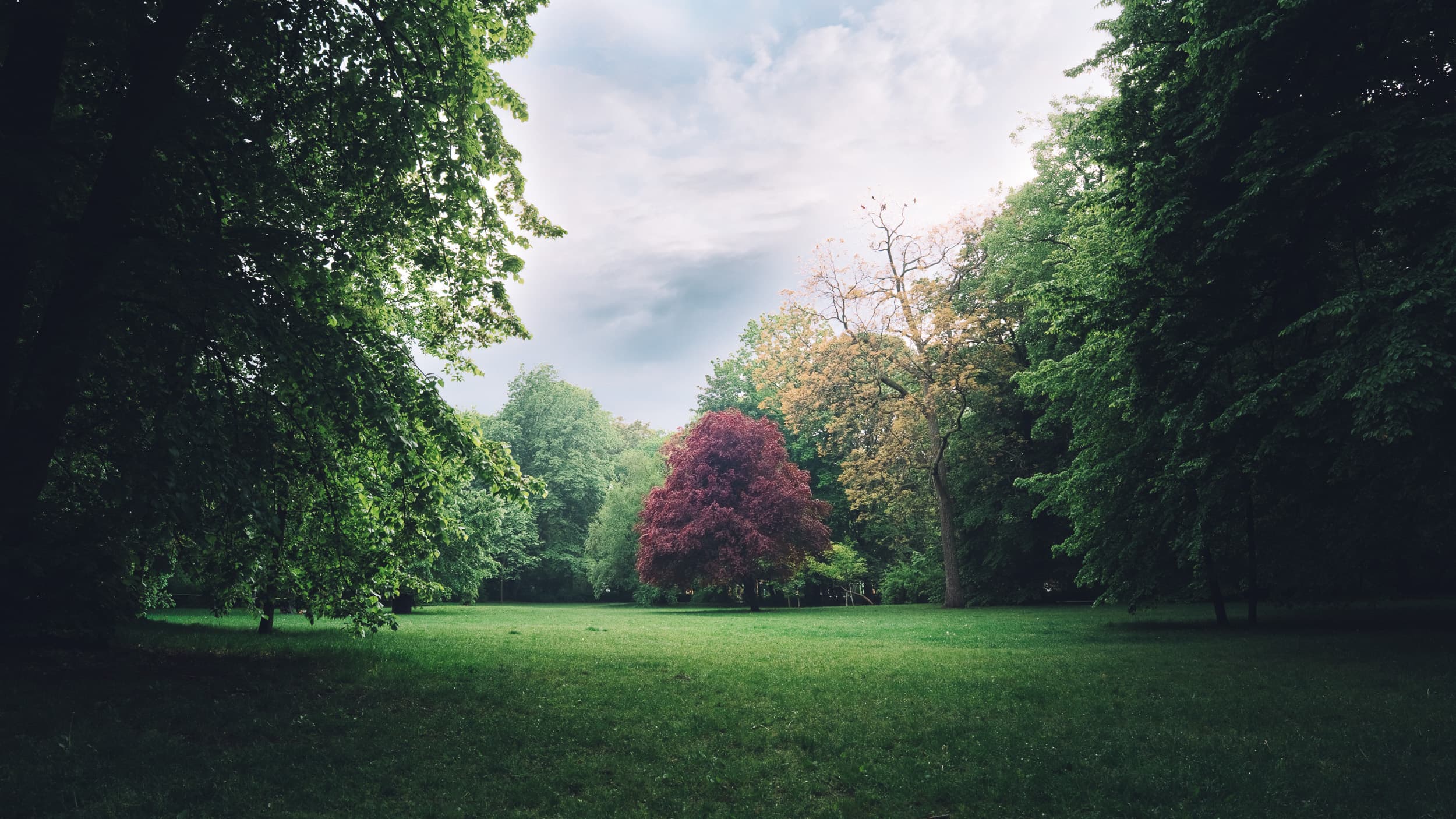 The Clearing