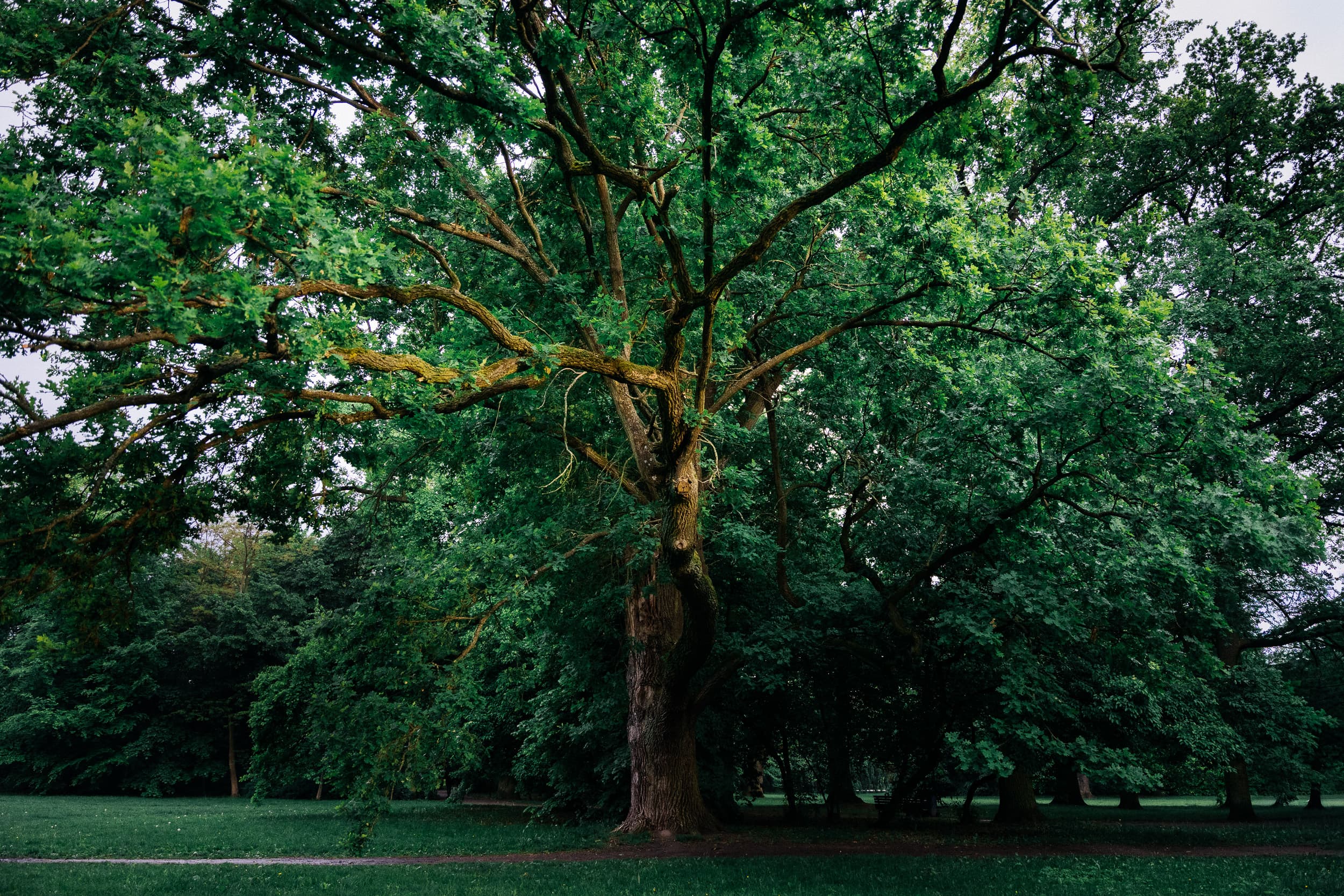 The Park Oak
