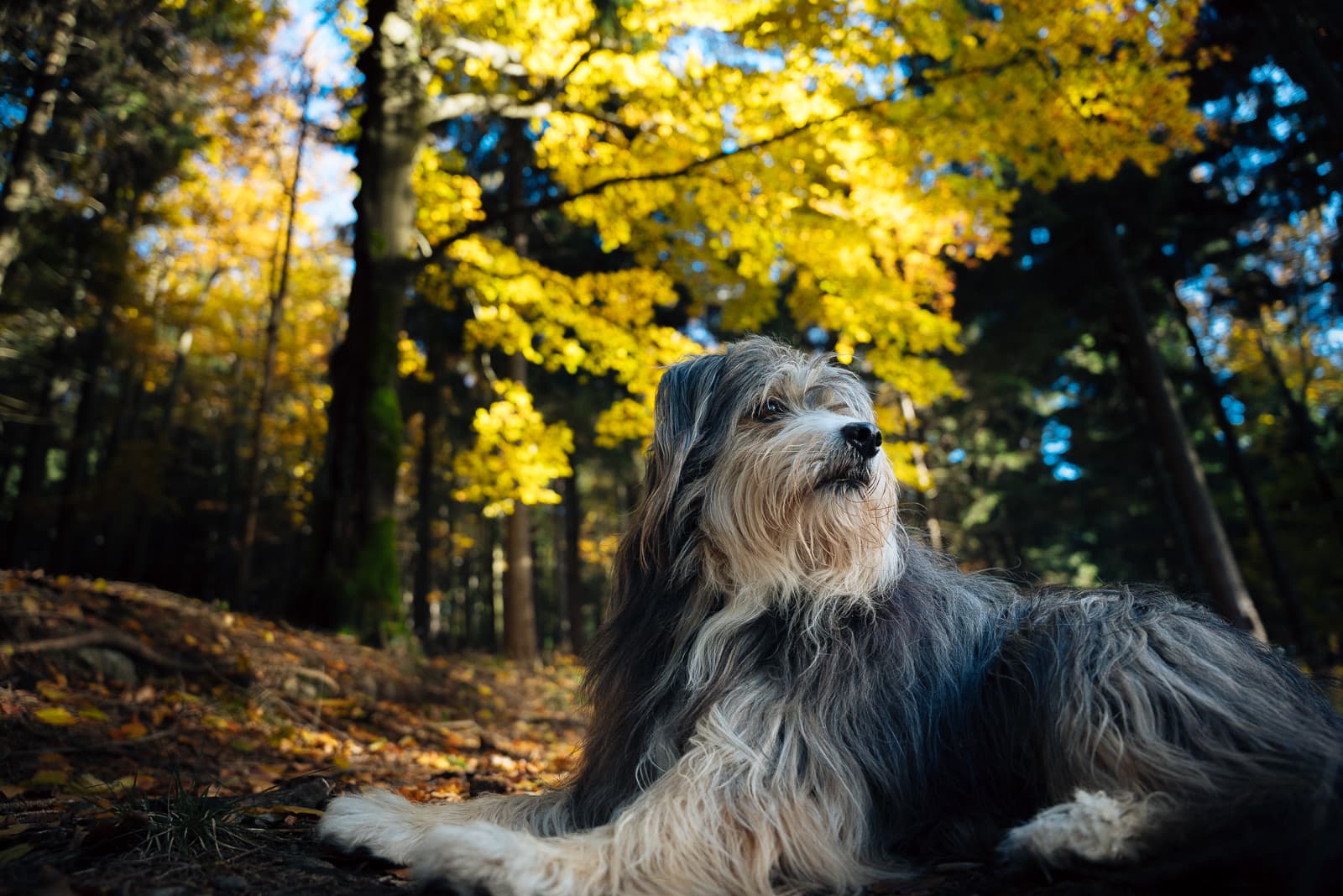 Dog in autumn mountain landscape