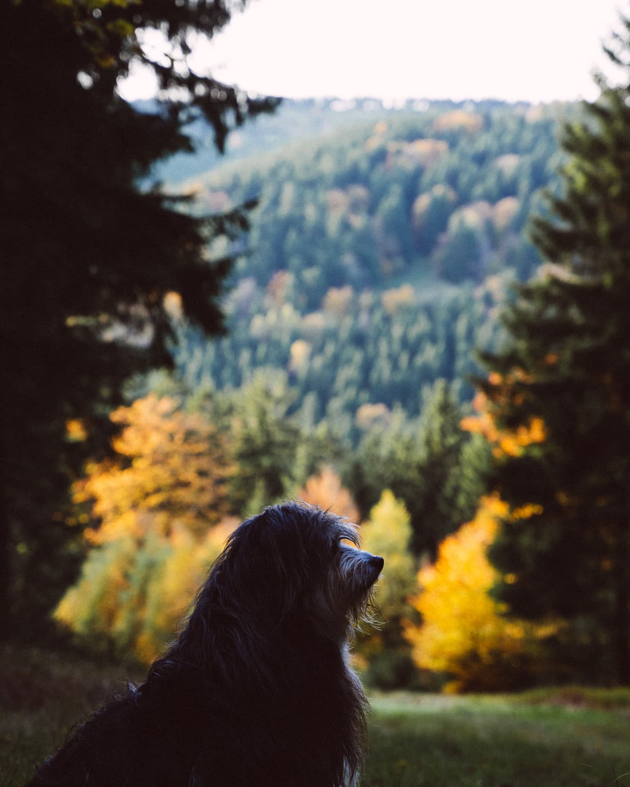 Dog among autumn leaves