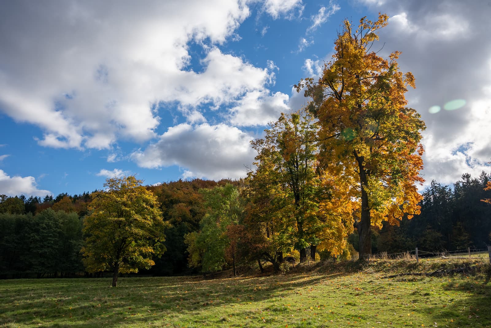Autumn trees across landscape