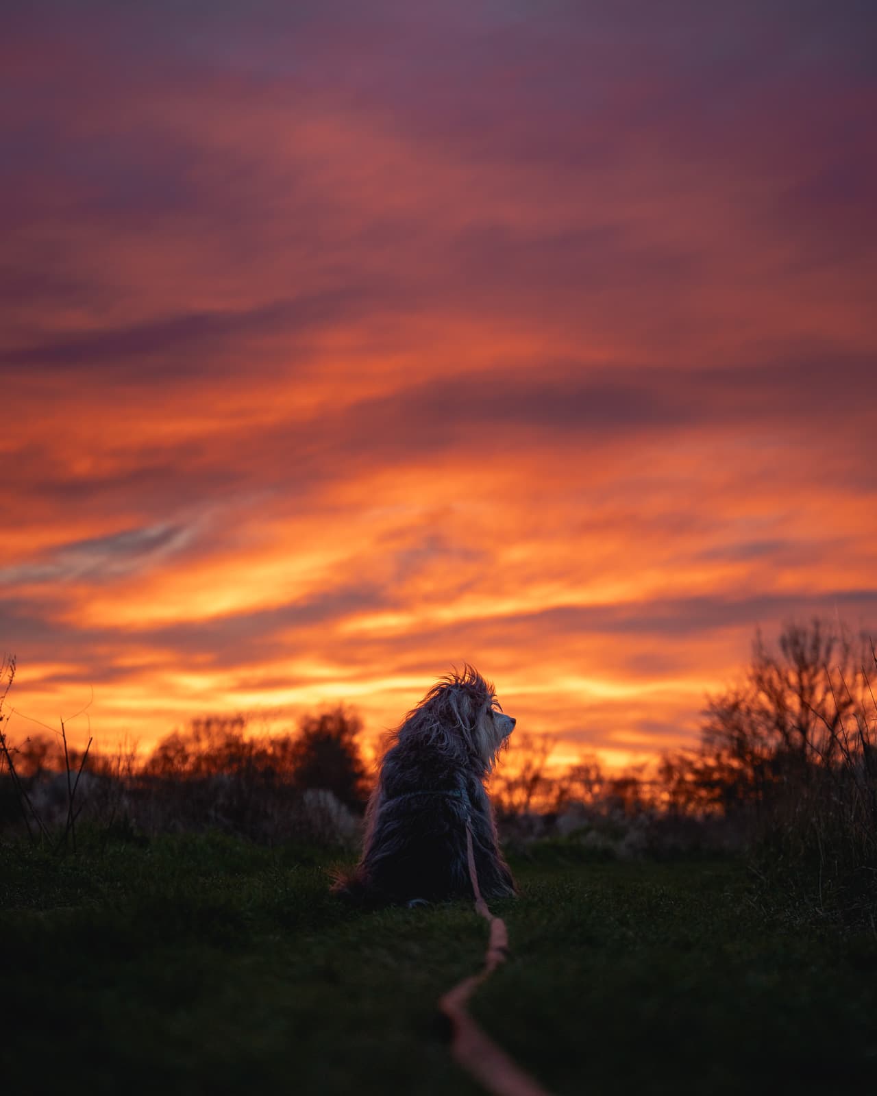 Dog silhouetted against a warm sunset