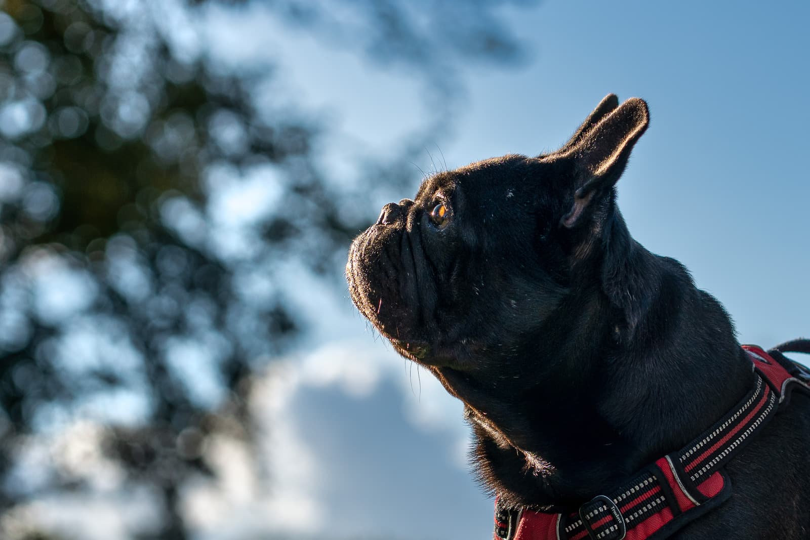Buldog francuski z profilu ze słonecznym konturem pyska na tle błękitnego nieba