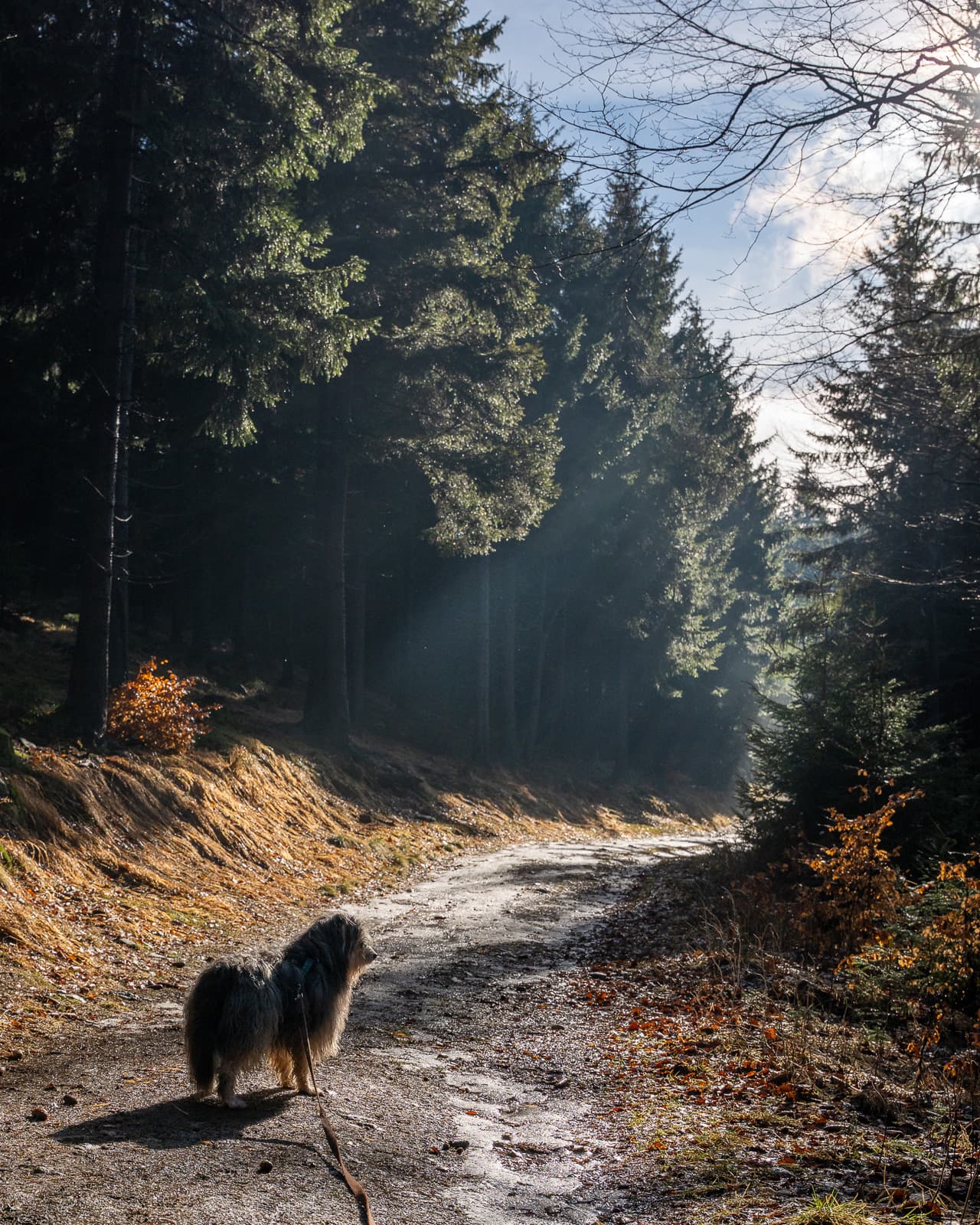 Early morning forest path