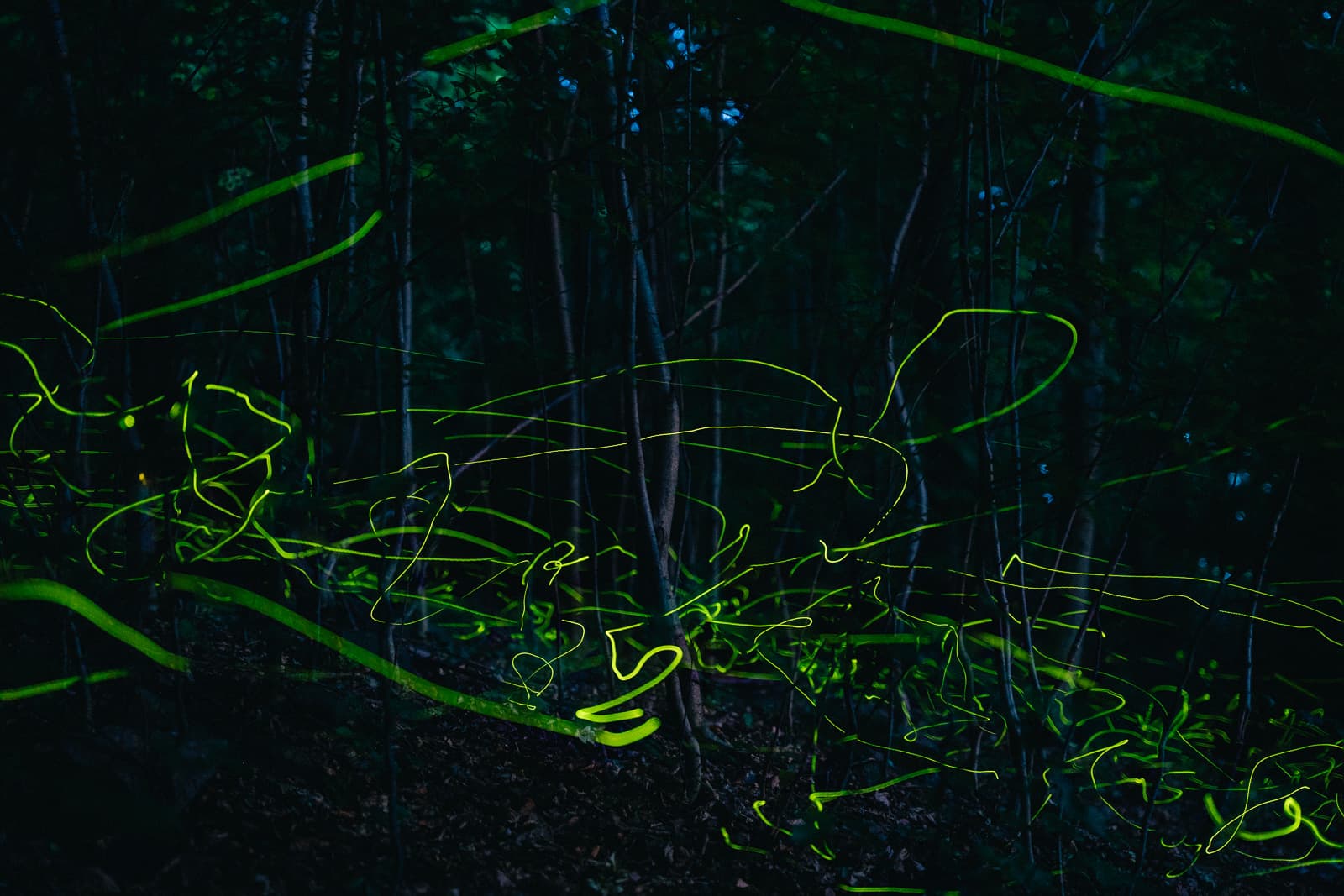 Fireflies in the forest