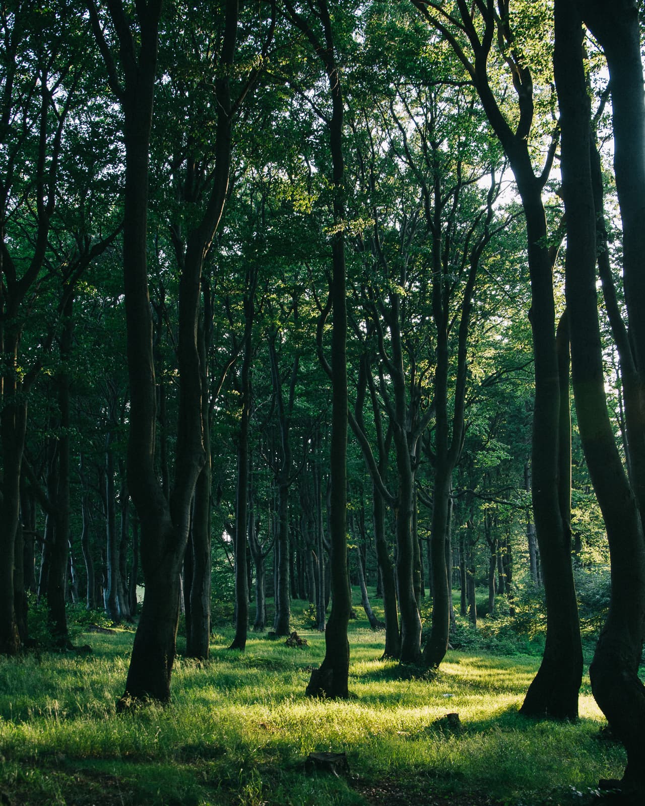 Forest in Polish mountains