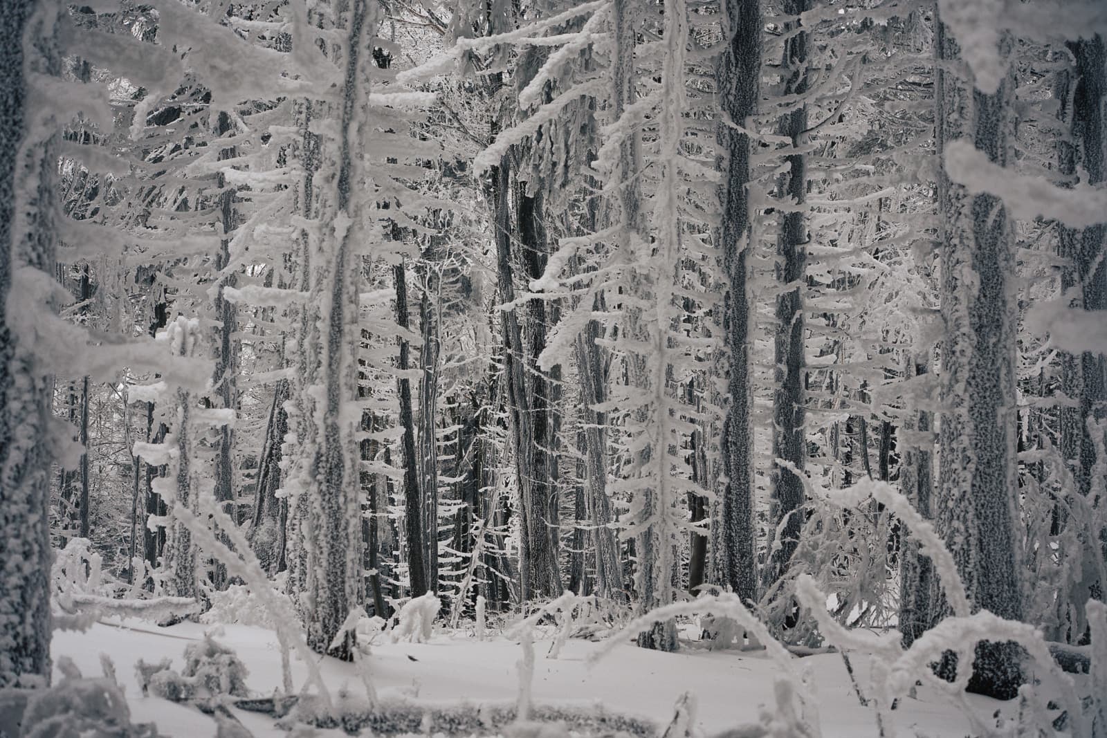 Frozen branches creating abstract patterns