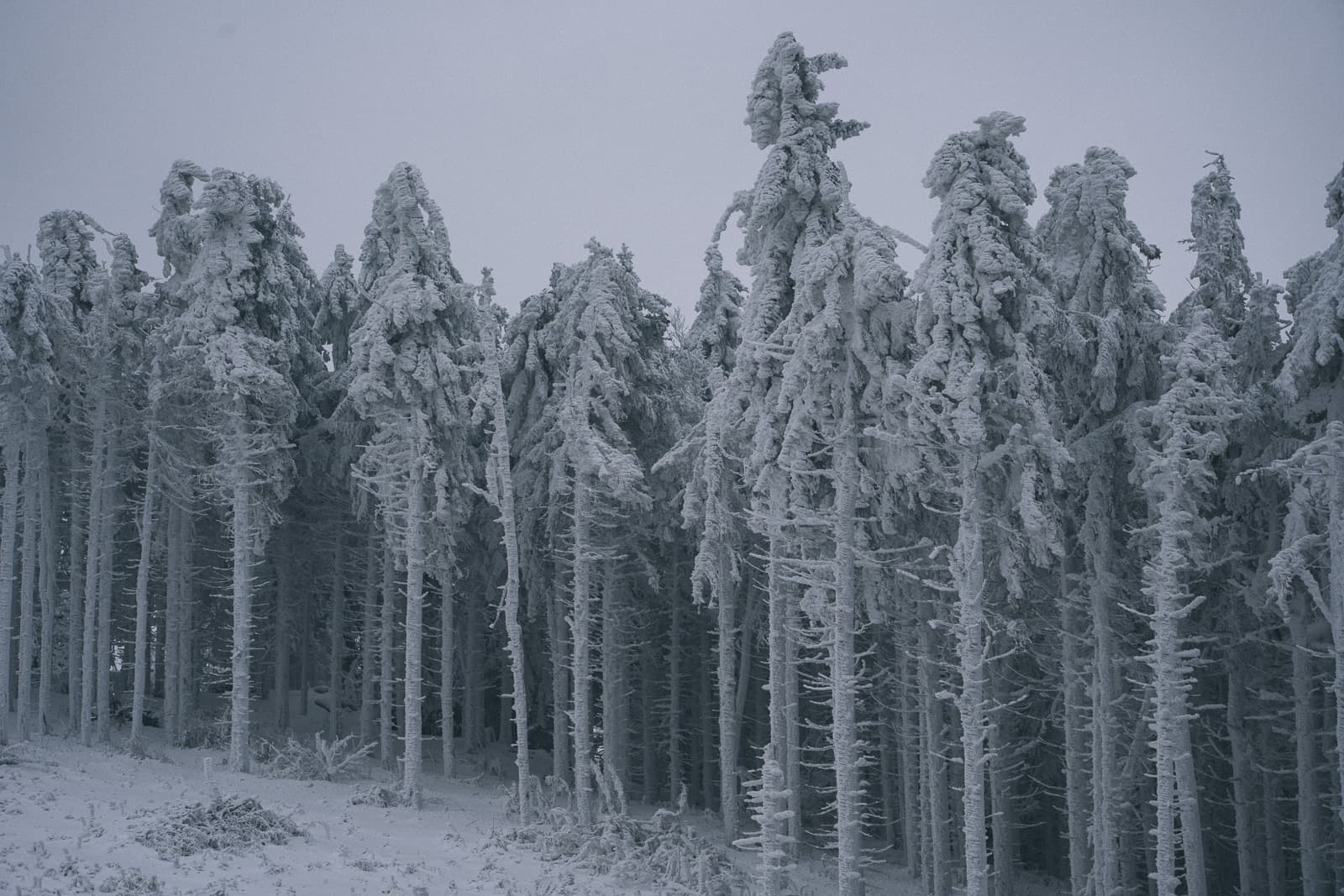 Snow-laden branches in silent forest