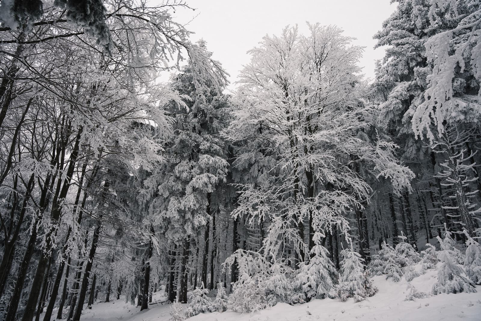 Frozen tree silhouettes against winter sky