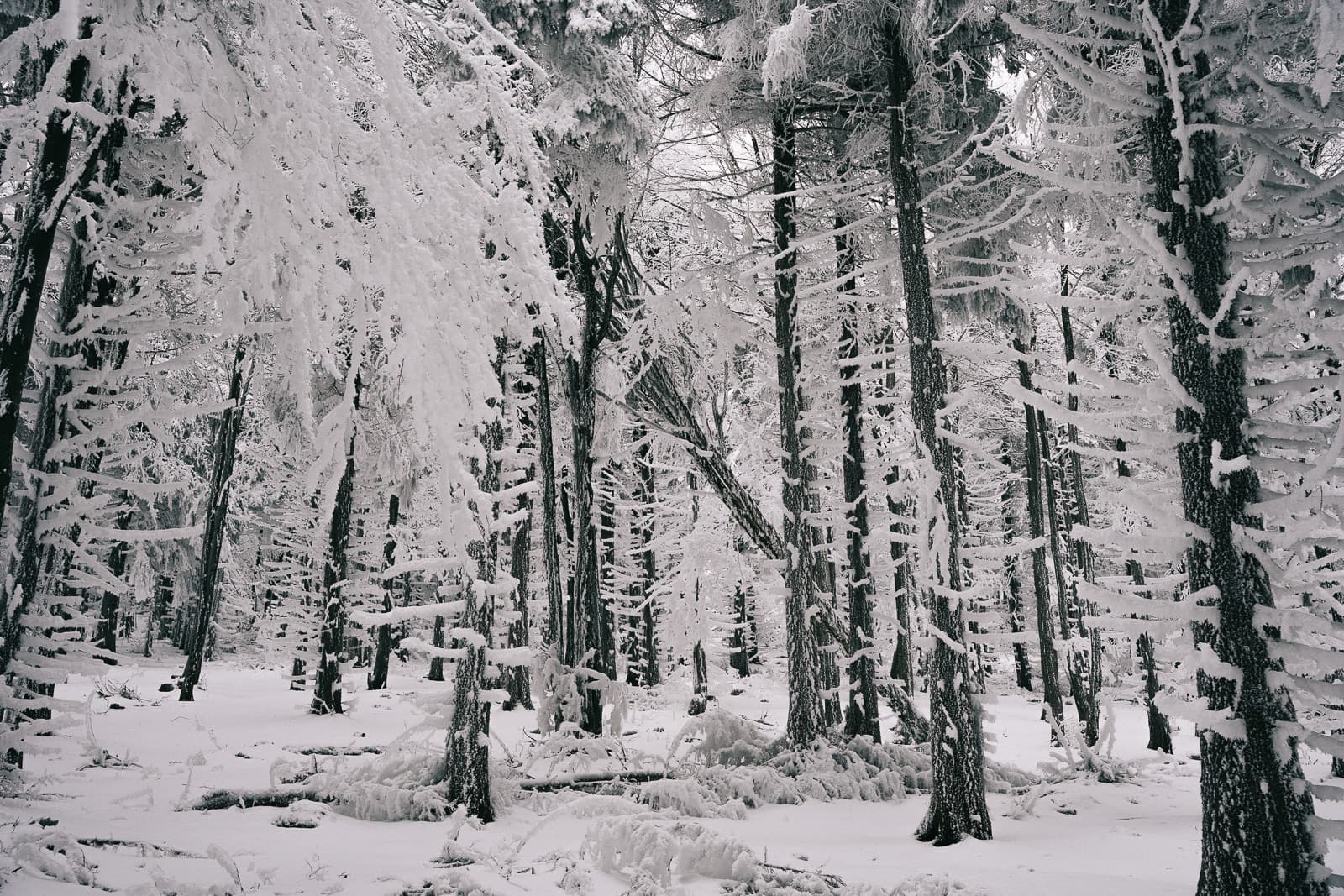 Deep winter forest covered in hoarfrost
