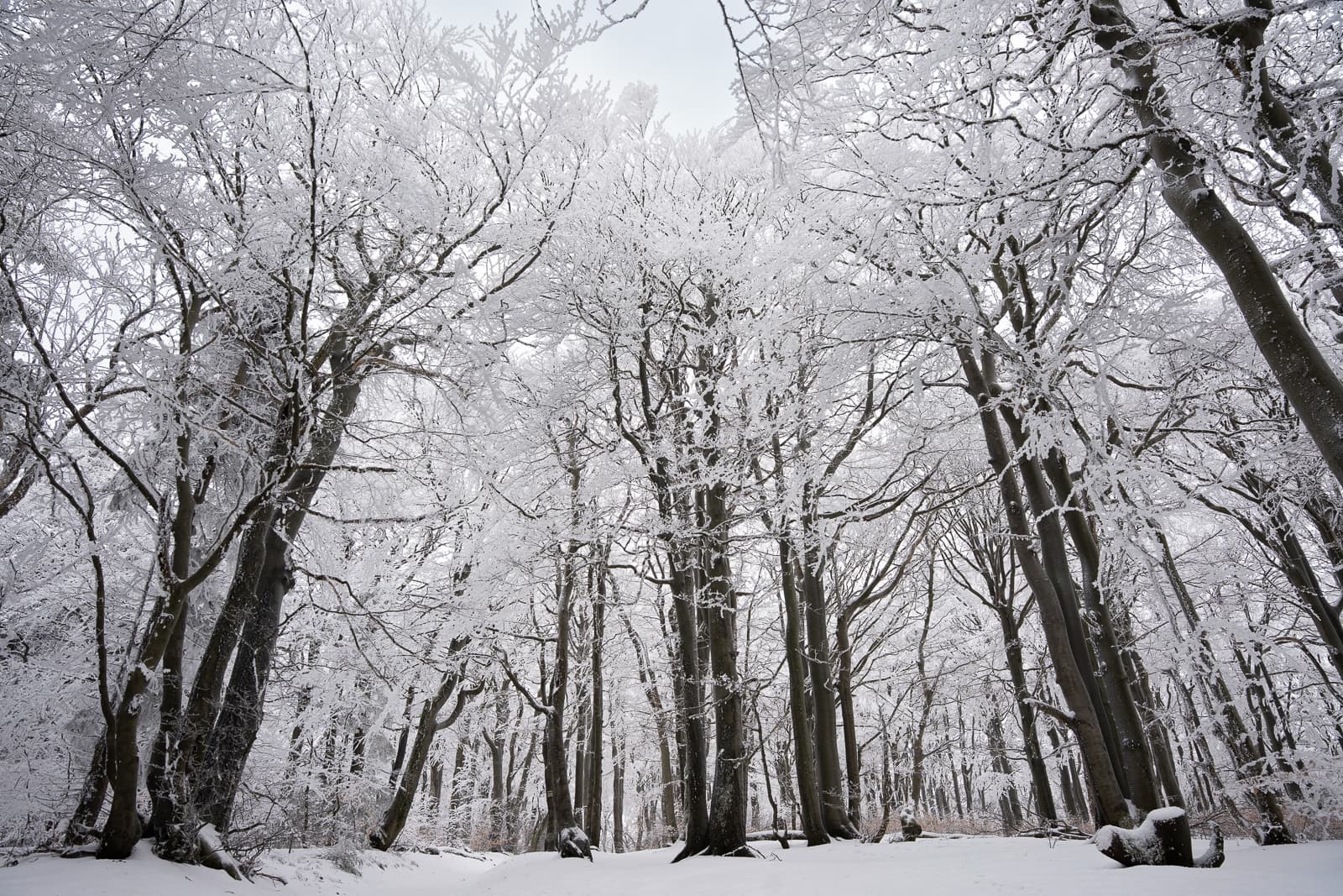 Snow-laden pines on the ridge