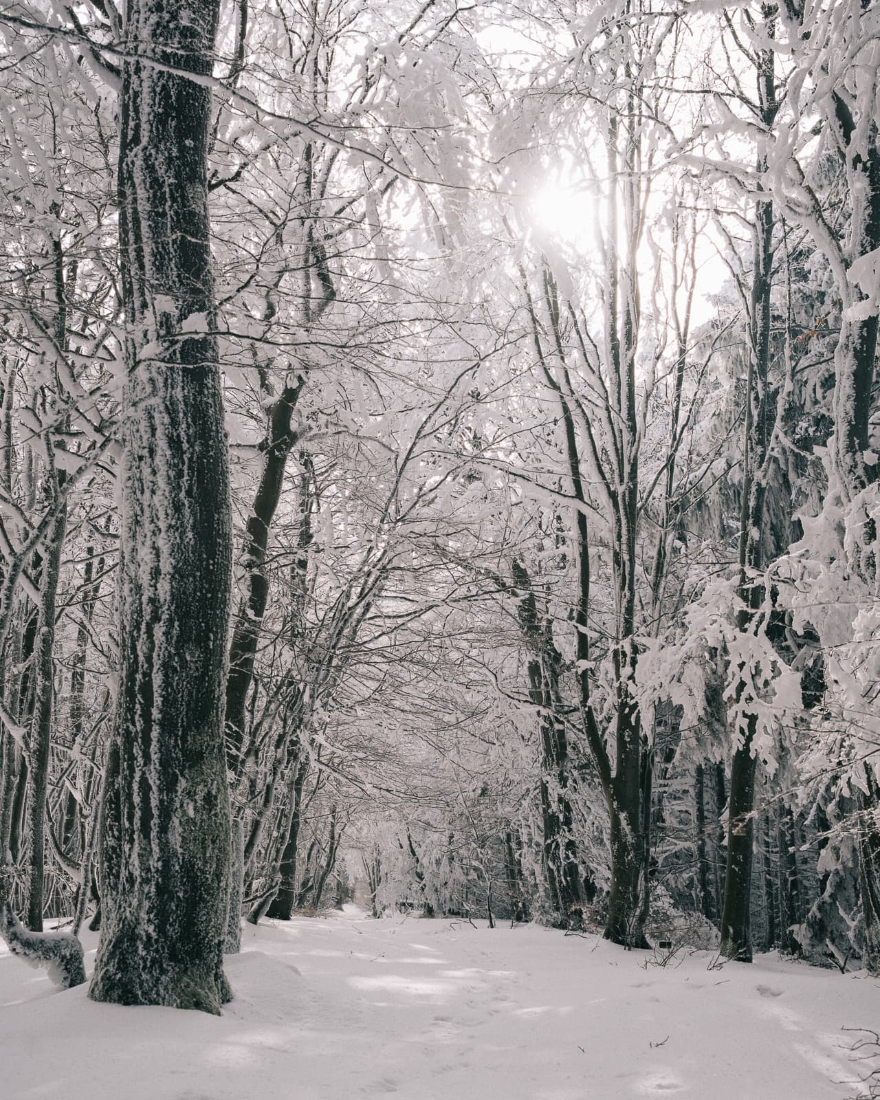 Frosted trees dissolving into fog