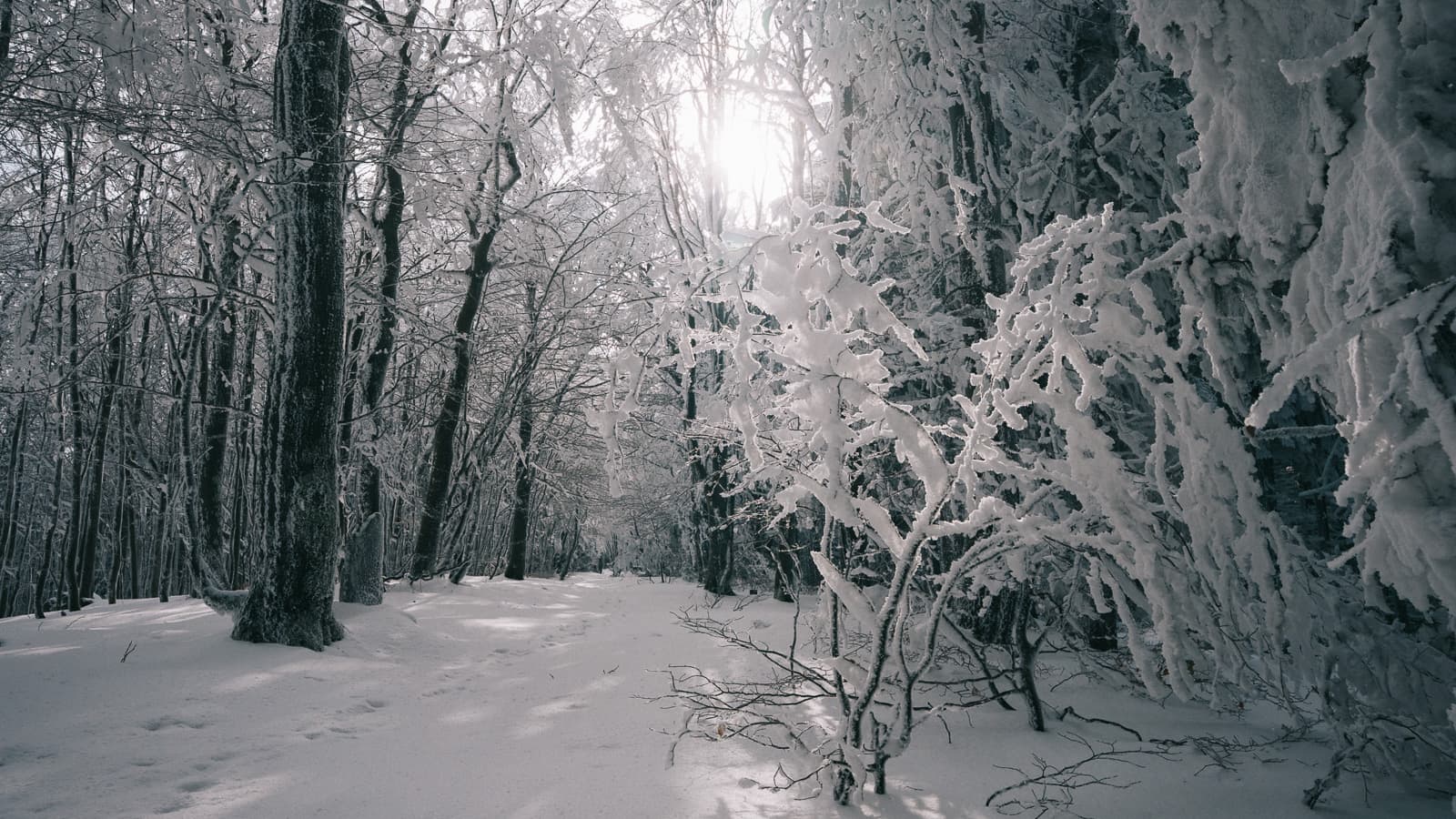 Snow-covered tree in frozen forest