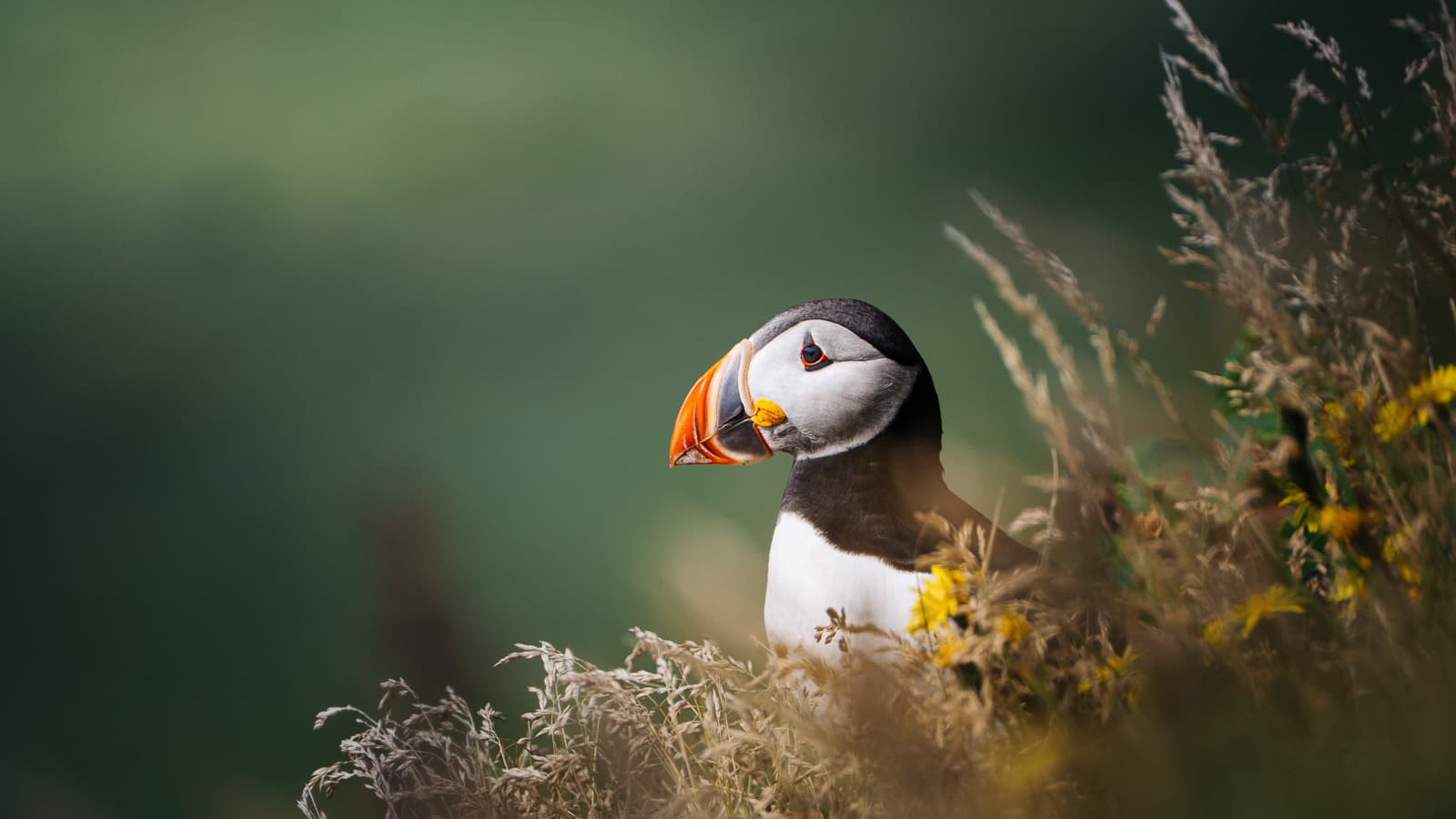 An Atlantic puffin with a bright orange beak peeking through grass on an Icelandic coastal cliff