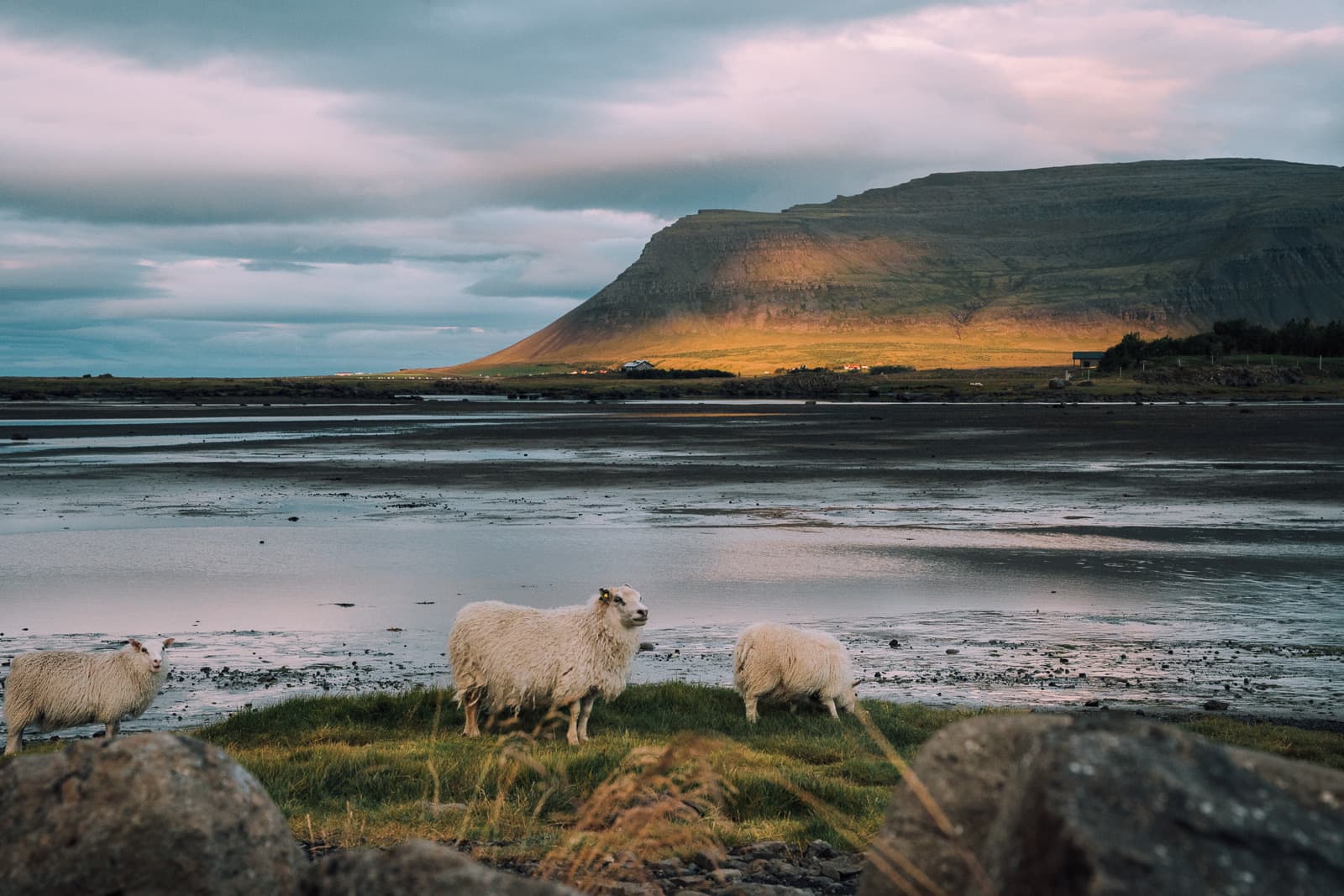 Sheep standing beside tidal shallows beneath a sunlit mountain and pink clouds in Iceland