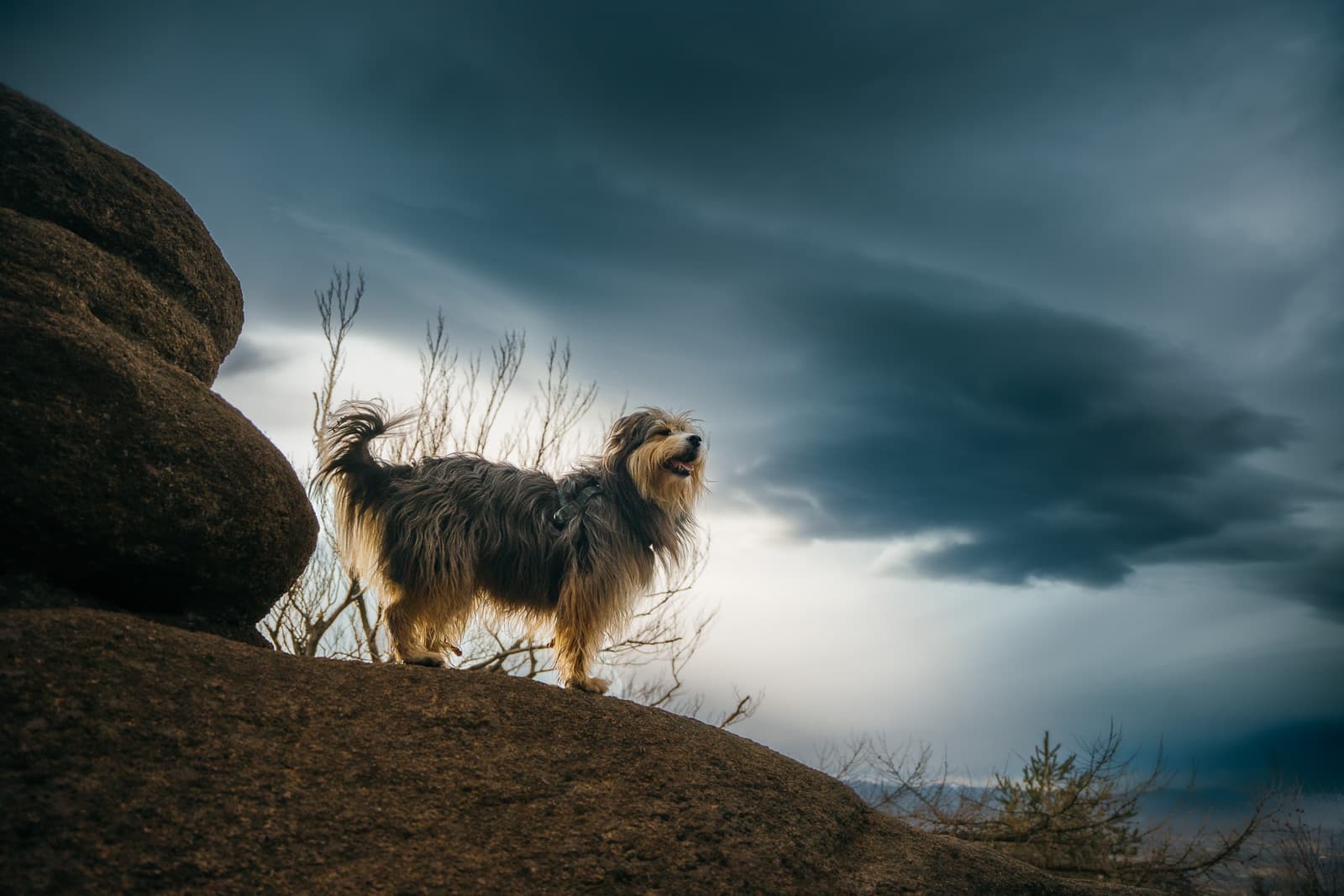 Dog on a mountain trail