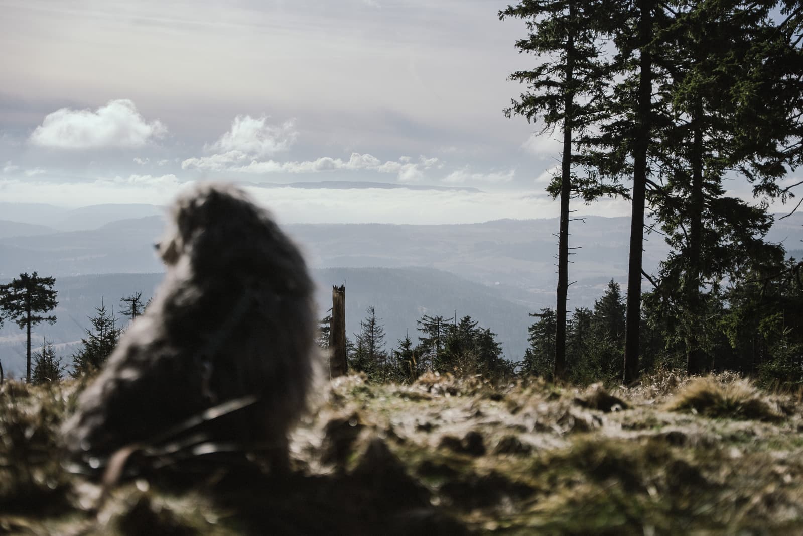 Dog resting against a mountain backdrop