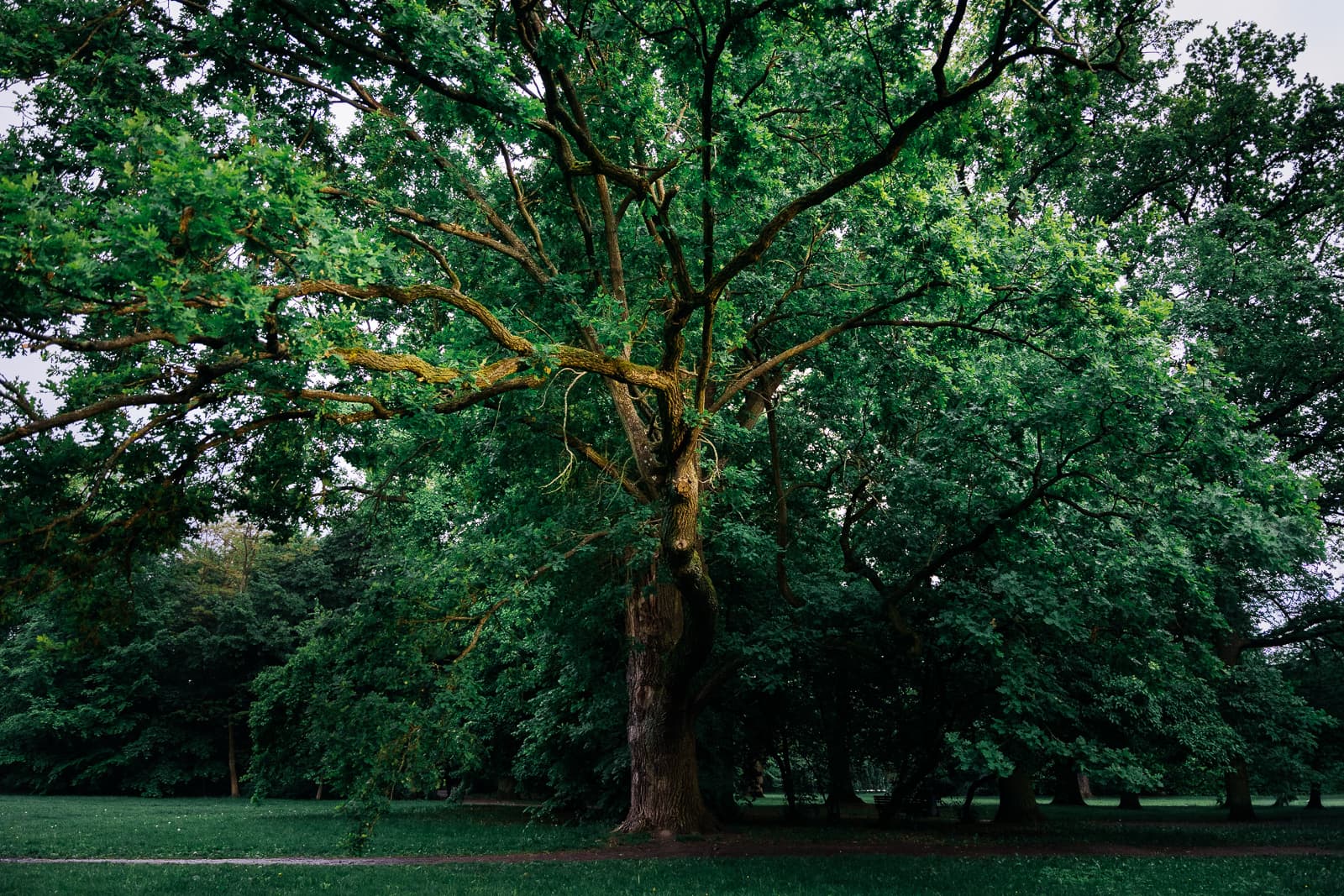 The Park Oak