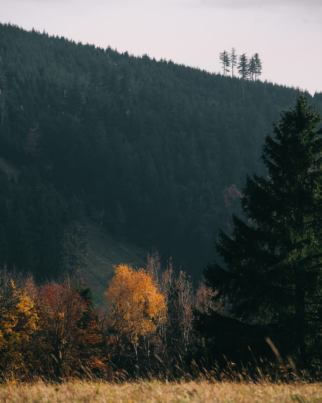 Polish mountains in fall colors
