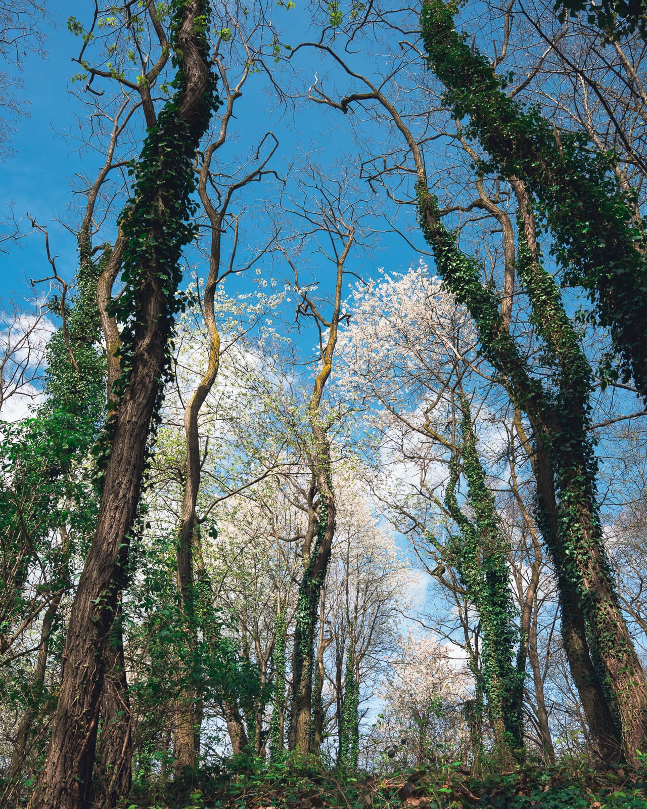 Spring trees in bloom
