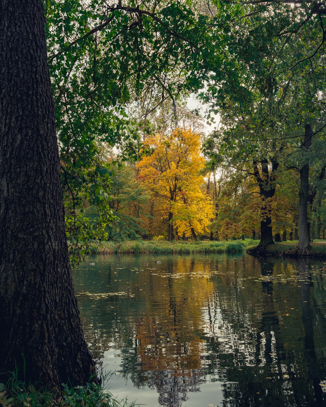 Yellow tree in a park