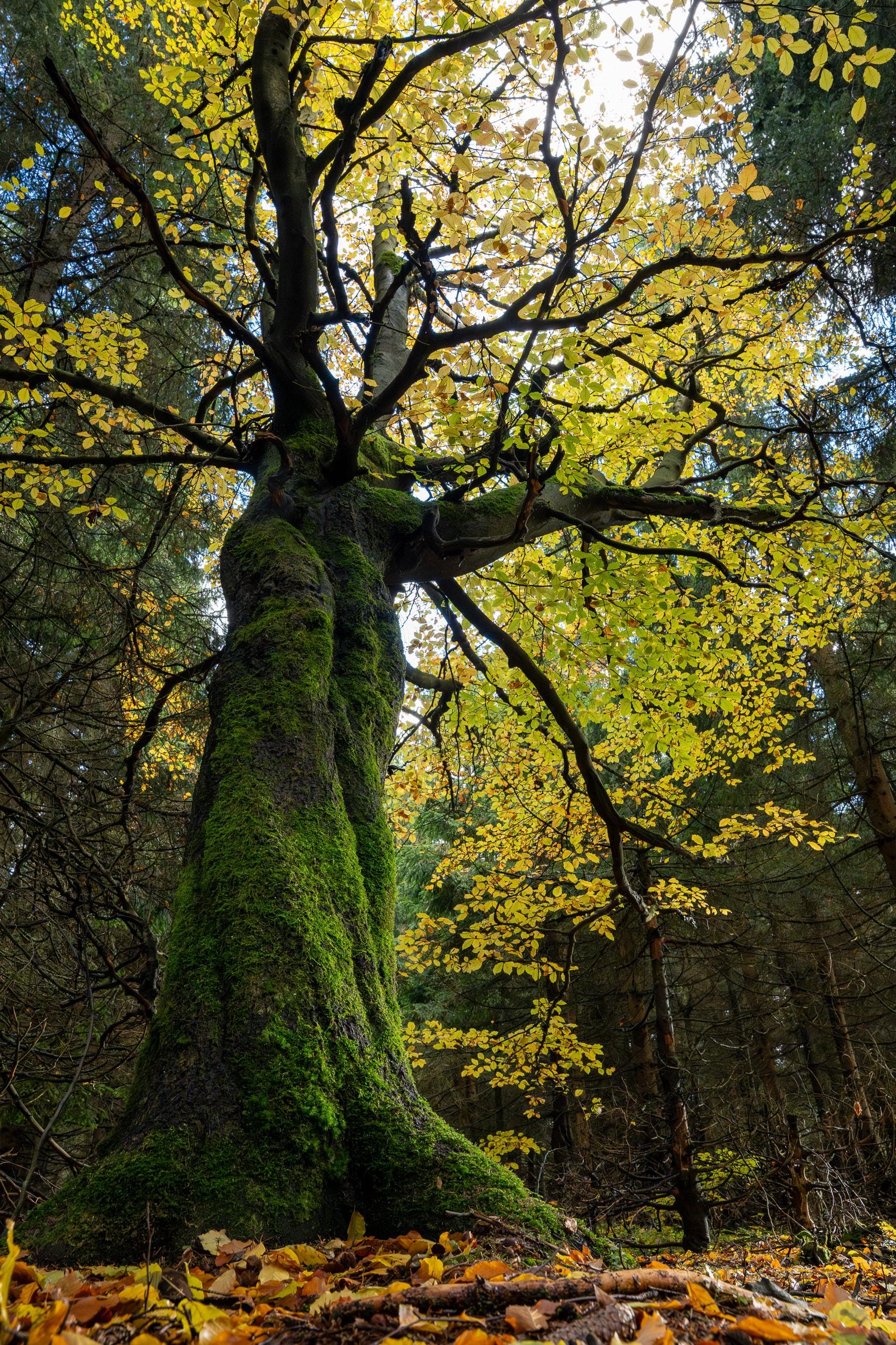 The Old Oak