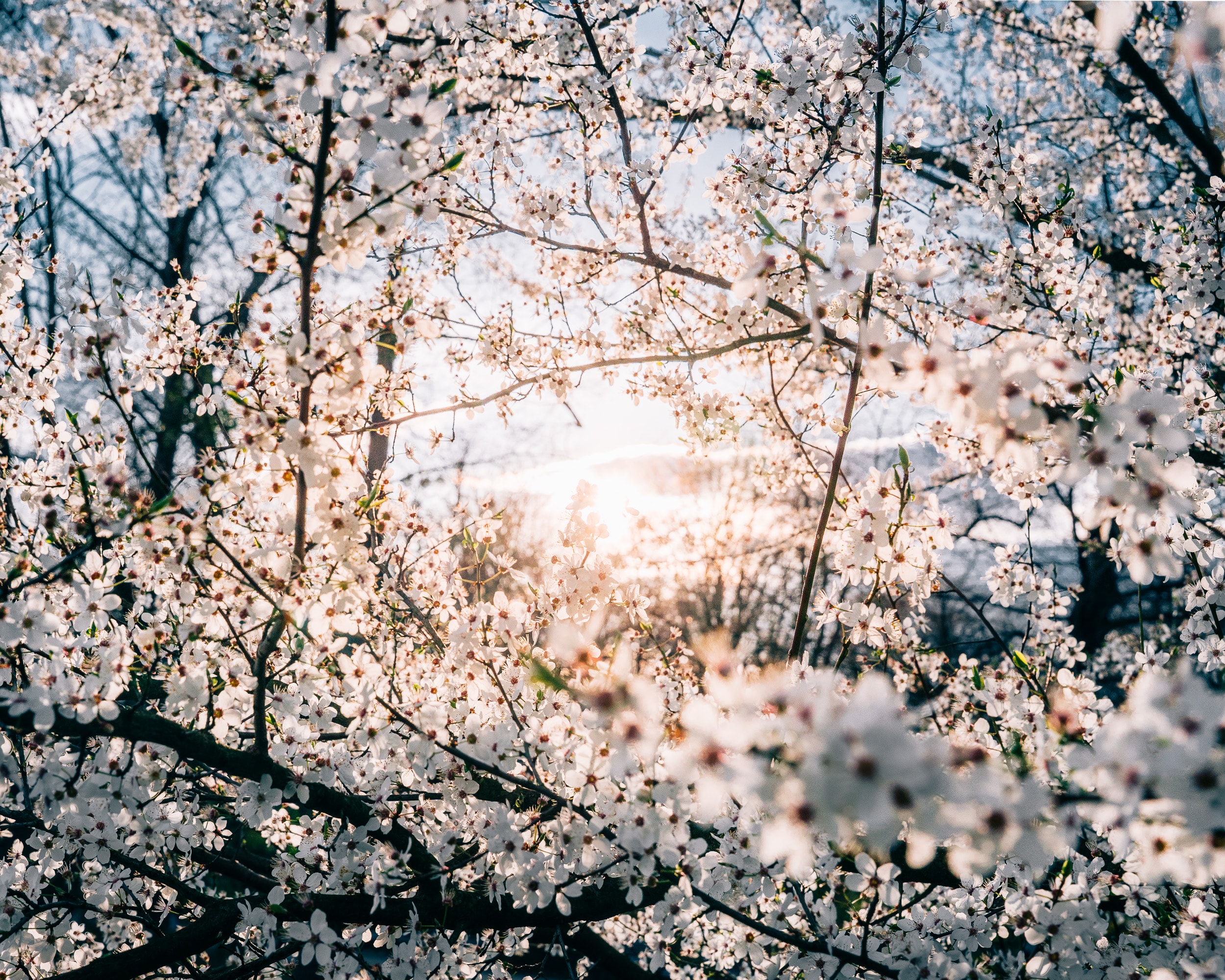 Cherry Blossoms