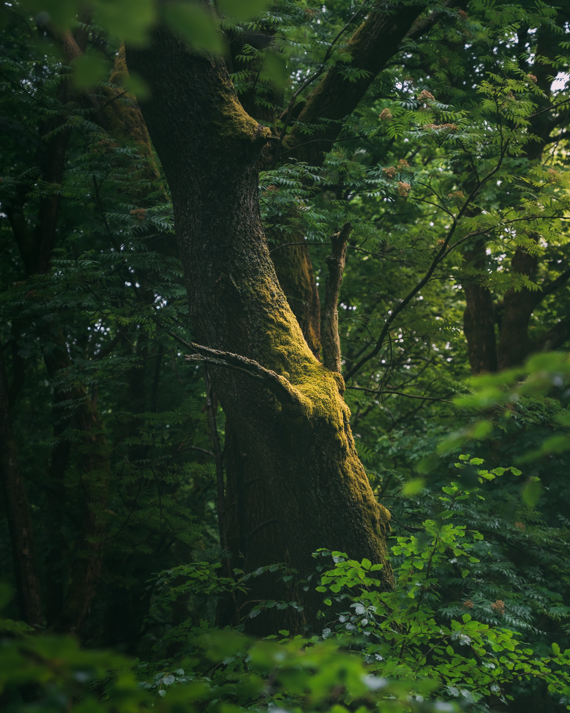 Leshy - Forest Spirit Hidden in an Oak