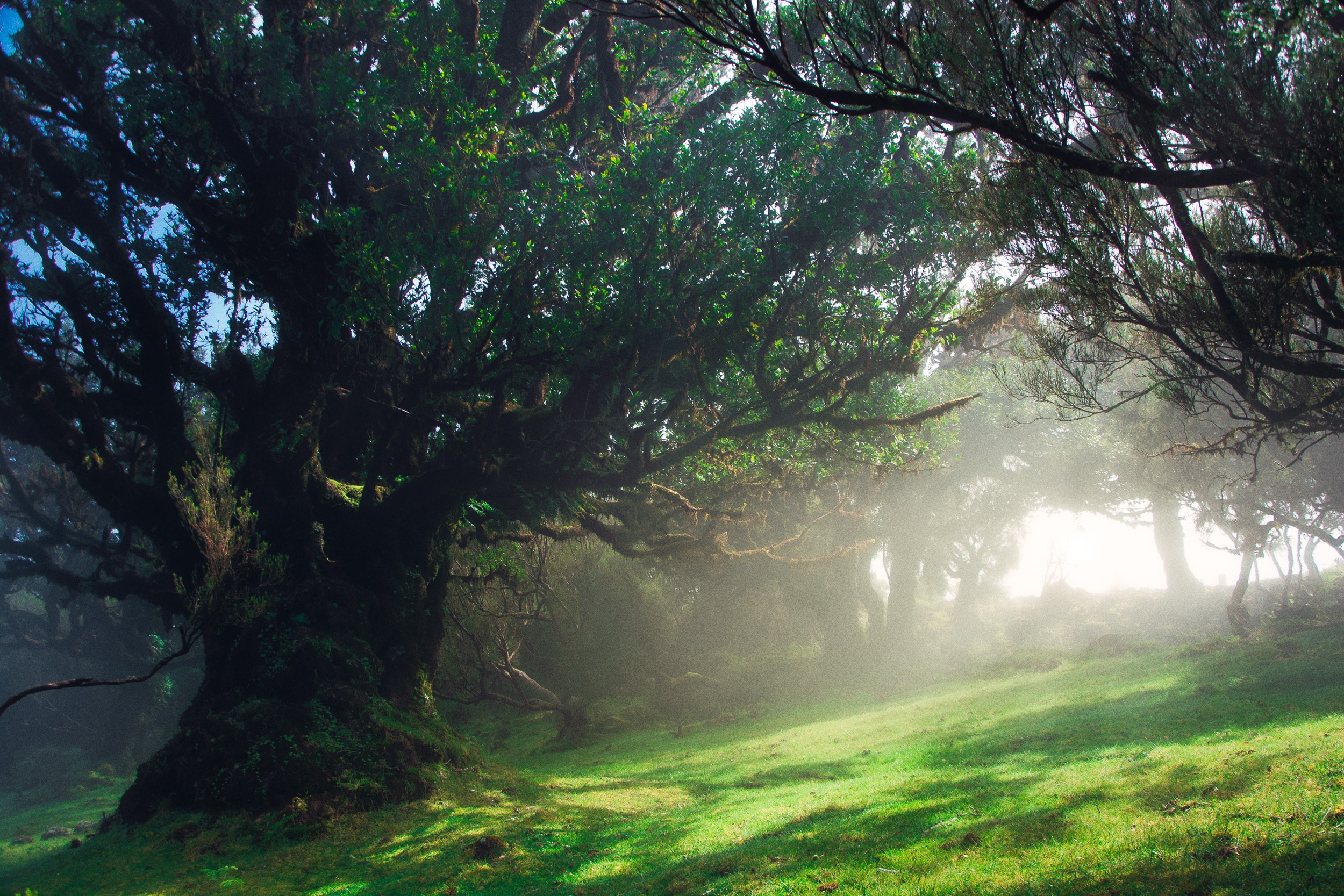 Enchanted Forest