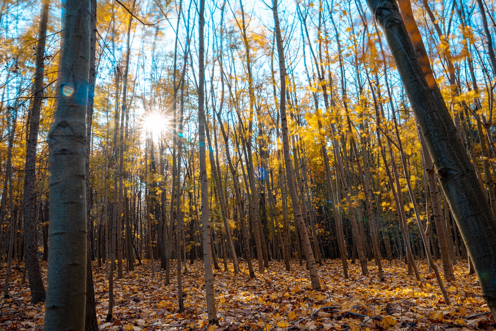 Abstract autumn colors blurred by motion