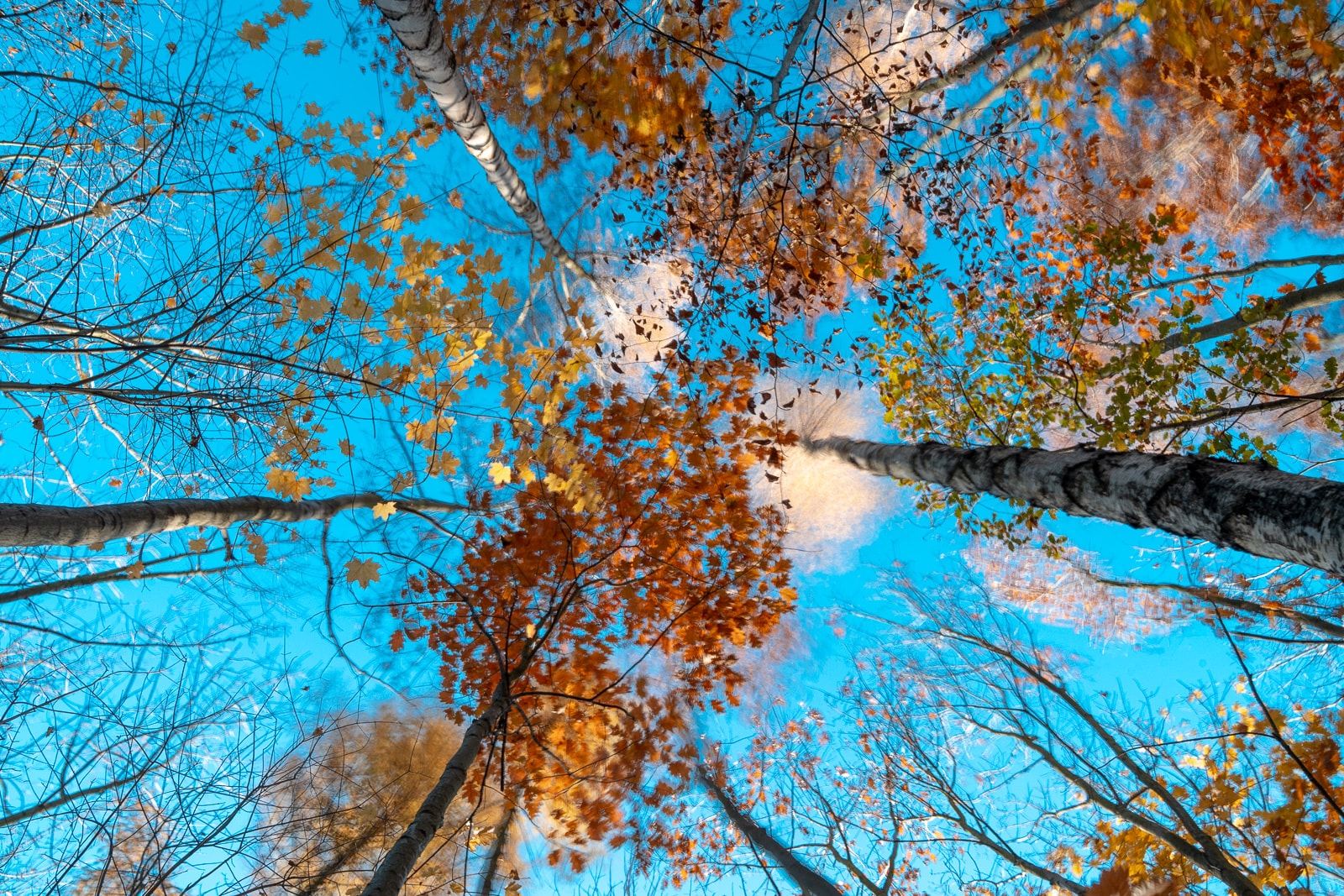 Abstract autumn foliage in motion