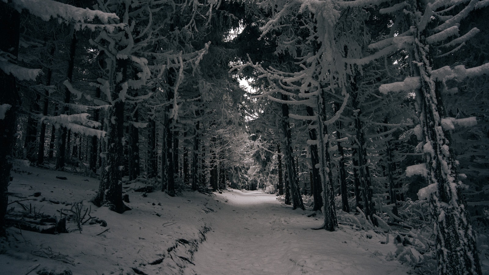 Snow-covered path through frozen woodland