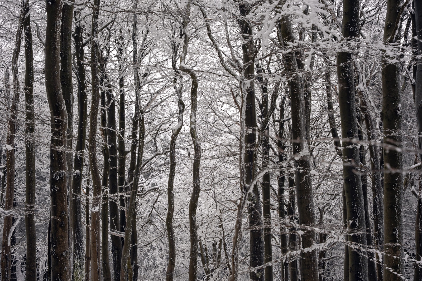 Single tree blanketed in fresh snow