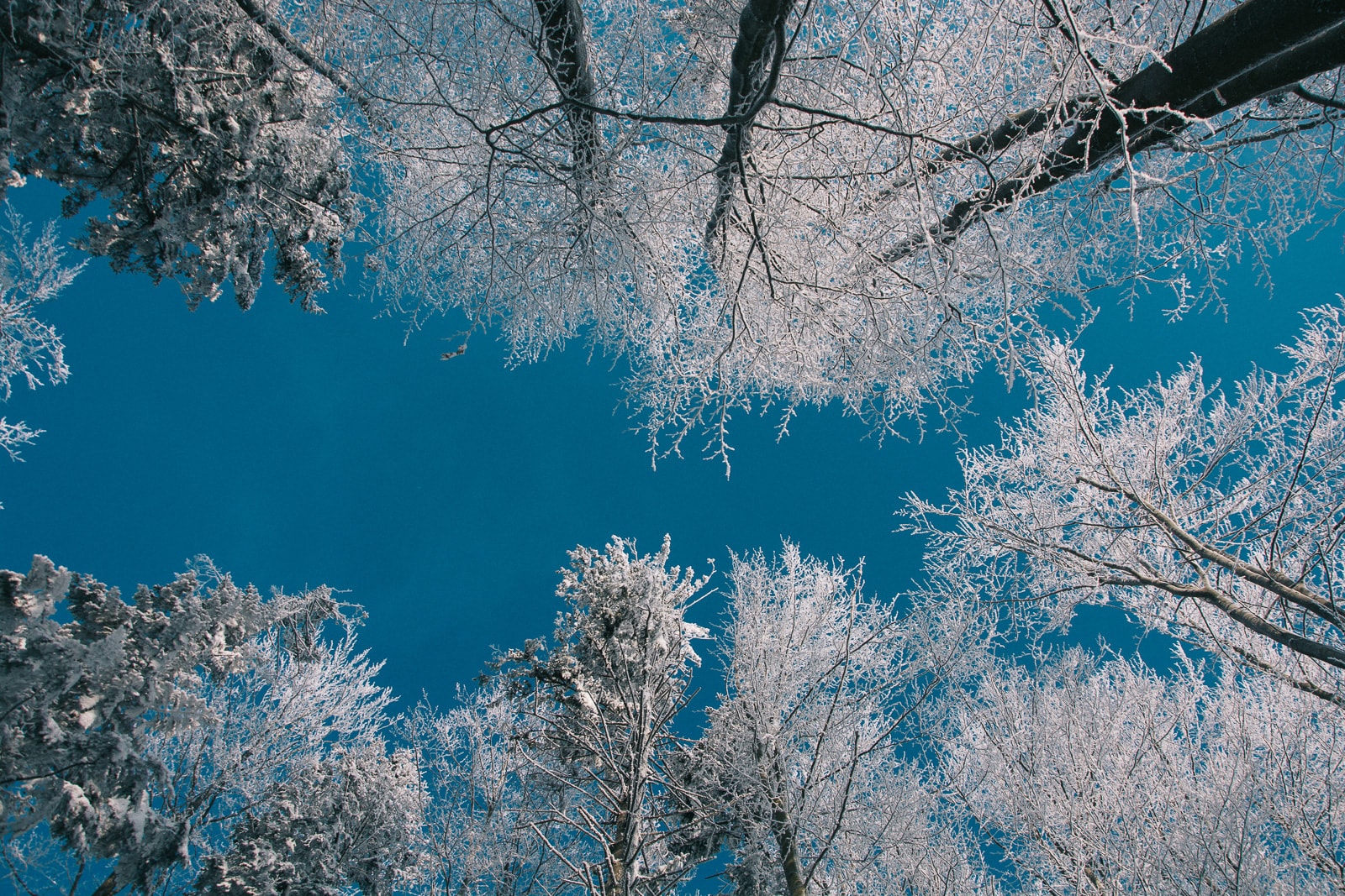 Frost-covered treetops against grey sky