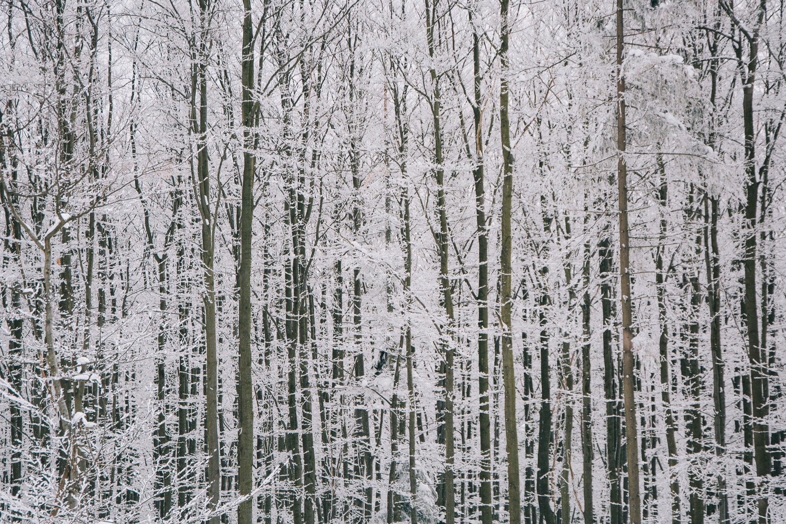 Trees encased in heavy frost