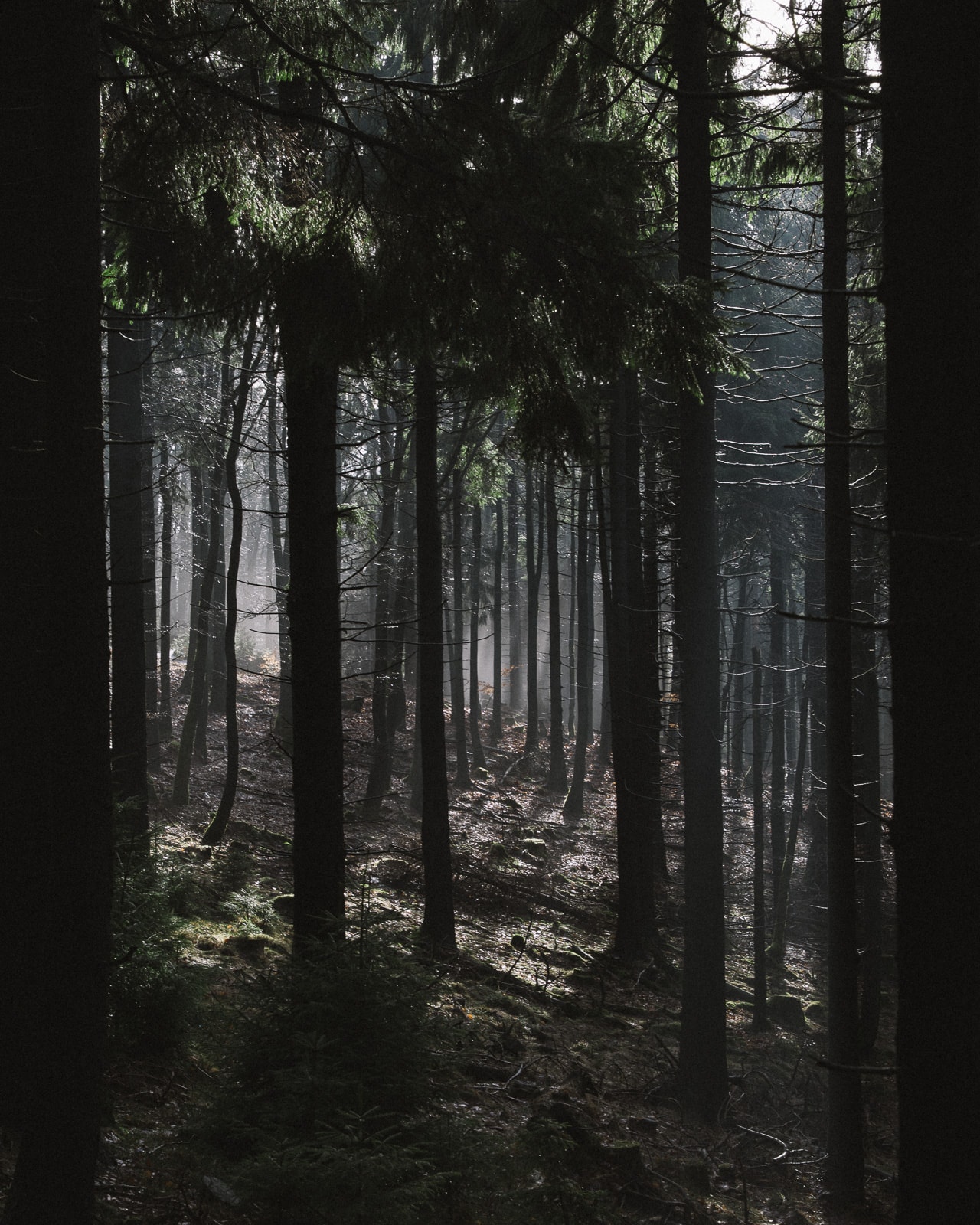 Forest dissolving into fog