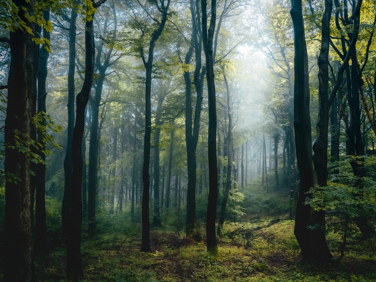 Solitary path through misty forest