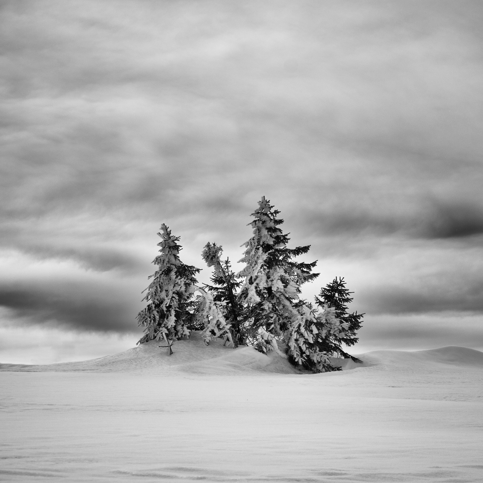 Isolated trees in winter